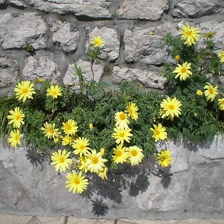 Lidija *